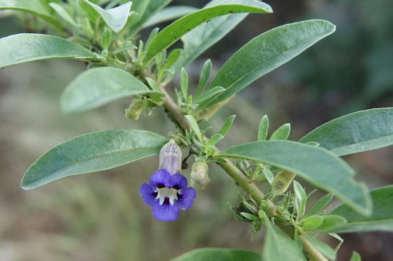 Aptosemum decumbens, L. Nanyeni 1279--Namibia. Hwy C 42 to Grootfontein. Odom 0. 30 Mar 2018. DSC04552 (2).JPG
