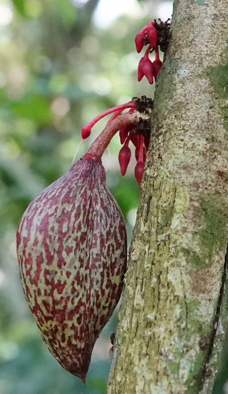 Allexis cauliflora, C. Davidson 13958--Gabon. Arb. Sibang. 5 Nov. 2018. DSC02235 (112).JPG