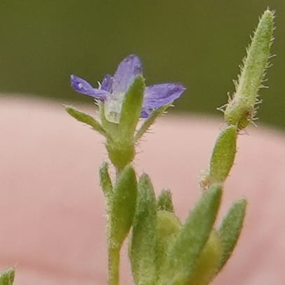 Veronica arvensis, C. Davidson 13751--Oregon. Wallowa Co. Zumwalt.Trail Cr. Rd. 4 Jun 2018. DSC04078 (74).JPG