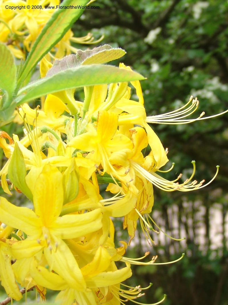 Rhododendron luteum--France. Paris. Jardin des Plantes. 28 Apr 05. 061.jpg