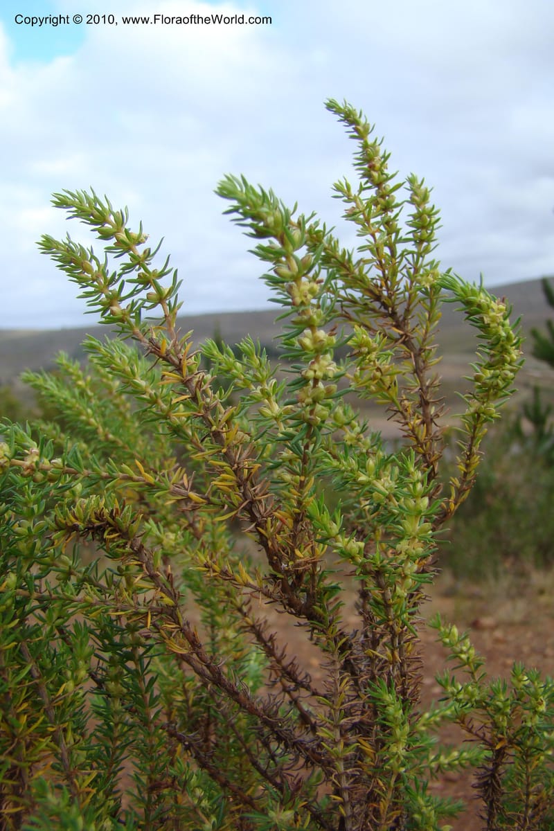 Cliffortia, C. Davidson 11493--South Africa. Marloth Nat. Res. Langeberg Mts. 22 Aug 09. 246 (2).jpg