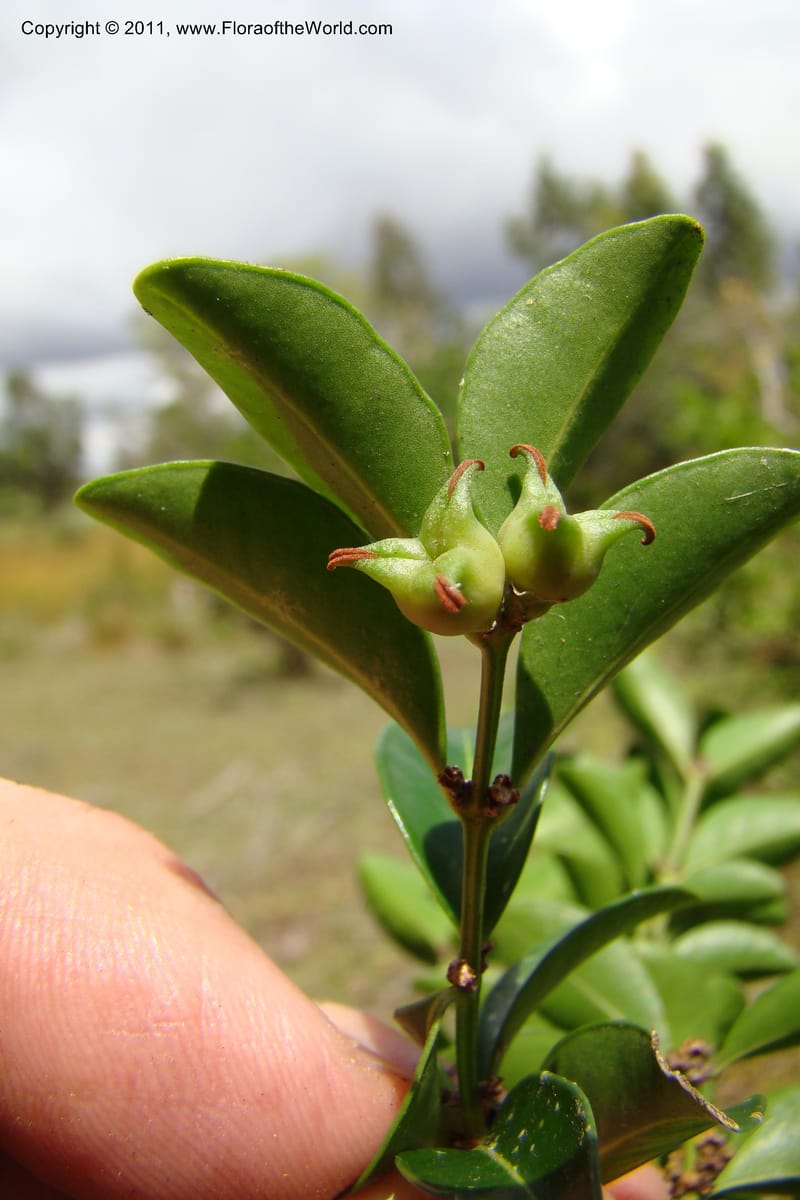Buxus madagascarica, Razafindraibe 200--Madagascar. Prov. Fianarantsoa. RN 12. 14 Jan 09. 104 (15).jpg