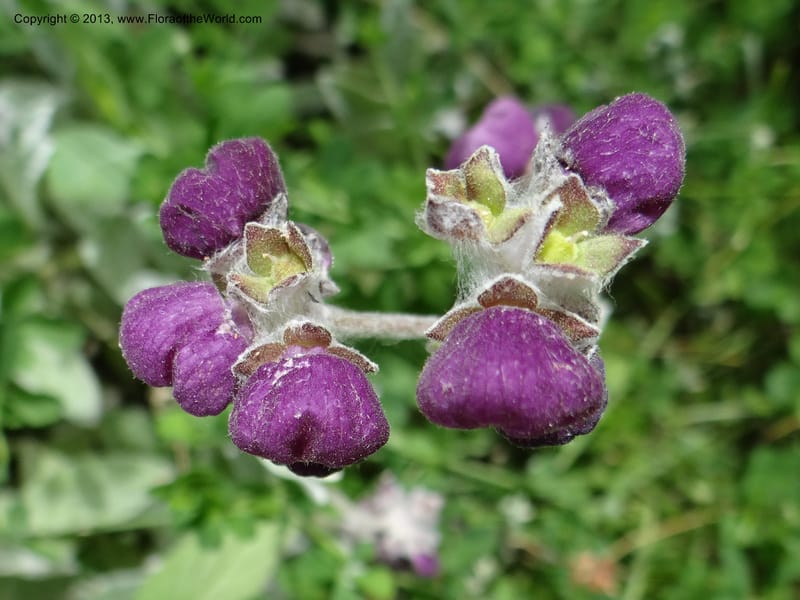 Calceolaria arachnoidea, WDS 34214--Chile. Cta 115. 11.5 km W of La Laguna. 22 Feb 2013. DSC02736 (96).JPG