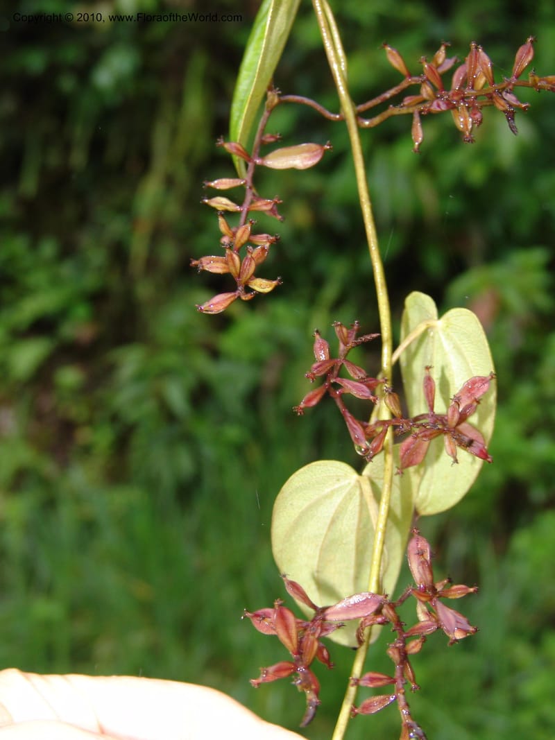 Dioscorea, Croat 97393--Ecuador. Prov. Pichincha. BellaVista private reserve. 27 Mar 06. 374.jpg