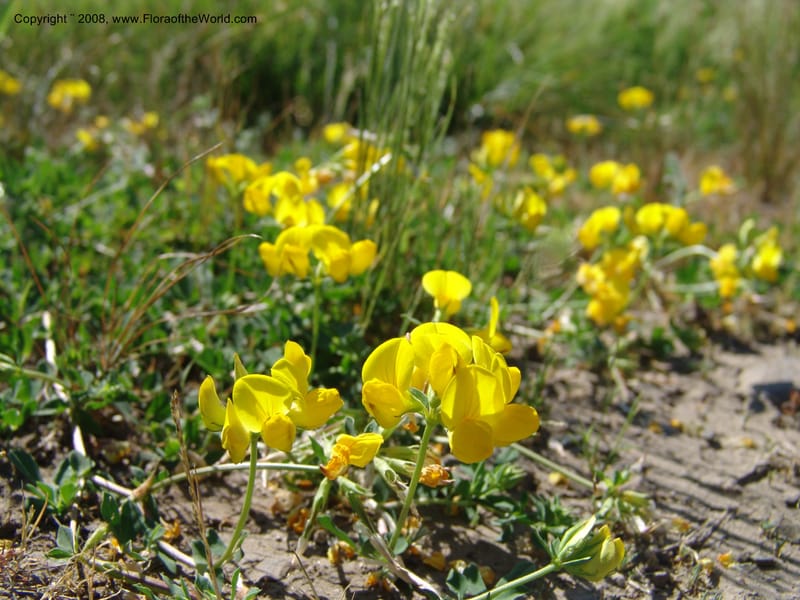 Lotus corniculatus, CDavidson10964--ID. Valley Co. For Serv Rd. 432, to Crestline Trail.  25 Jul 06. 003.jpg