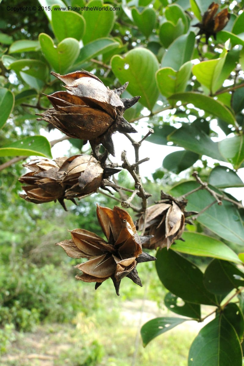 Lagerstroemia, Regalado 1970--Viet Nam. Forest Block 19. 15 May 2011. 248 (4).jpg