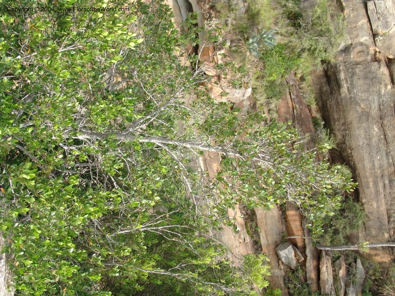 Pterocelastrus tricuspidatus--So.Africa. E. Cape. Waringham Farm, Quanti Area, Stut. 8 Mch 05. 523.jpg