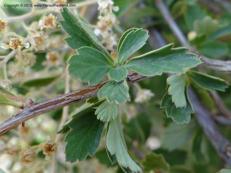 Holodiscus dumosus, Davidson, C 12105--USA, Owyhee County, Idaho, 21 Aug 2012  3158 (15).JPG