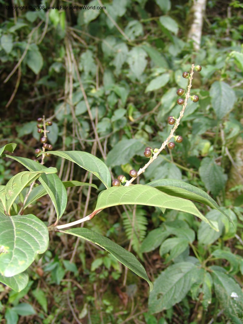 Citharexylum laurifolium, RVasquez33100--Peru. Cusco. Calca. Lares. Manto. 1 Nov 07. 087.jpg