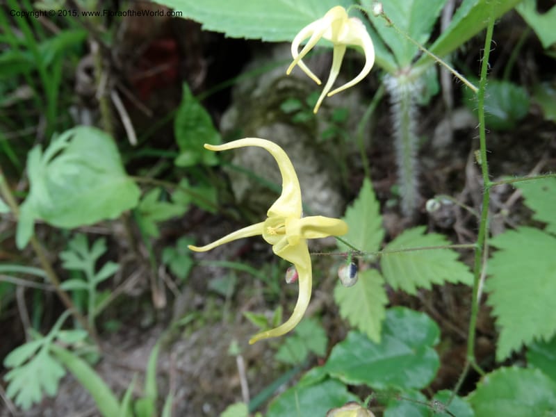 Epimedium, Boufford, D 43586--China. Sichuan. Tudiling Tunnel. 6 May 2014. DSC03860 (196).JPG