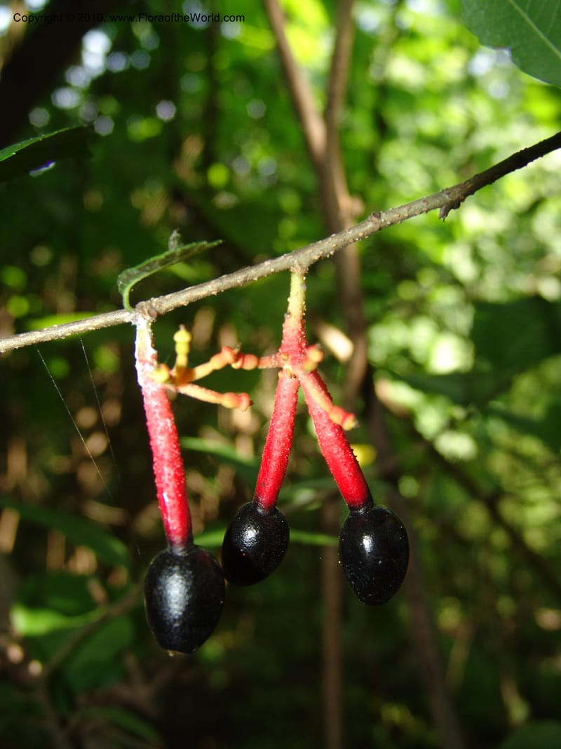 Sorocea sprucei ssp subumbellata, Croat 96158--Ecuador. Edo. Los Rios. Bosq. Protect. Cerro Blanco. 20 Mar 06. 037 (5).jpg