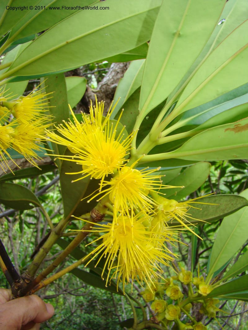 Carpolepis laurifolia, M. Callmander 831--New Caledonia. Mont Dzumac road. 23 Jan 2010.  001 (601).jpg