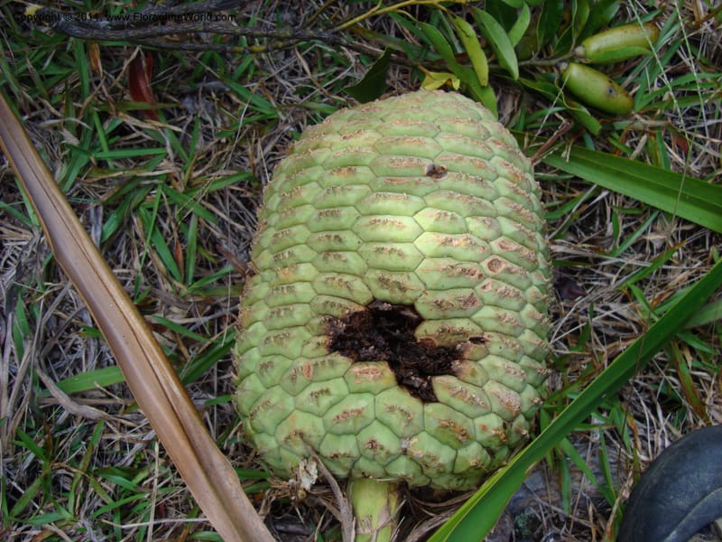 Pandanus,  Munzinger, J 4761--New Caledonia, Prov N, Mt. Mandjelia,  13 Nov 2007   036 (2).jpg