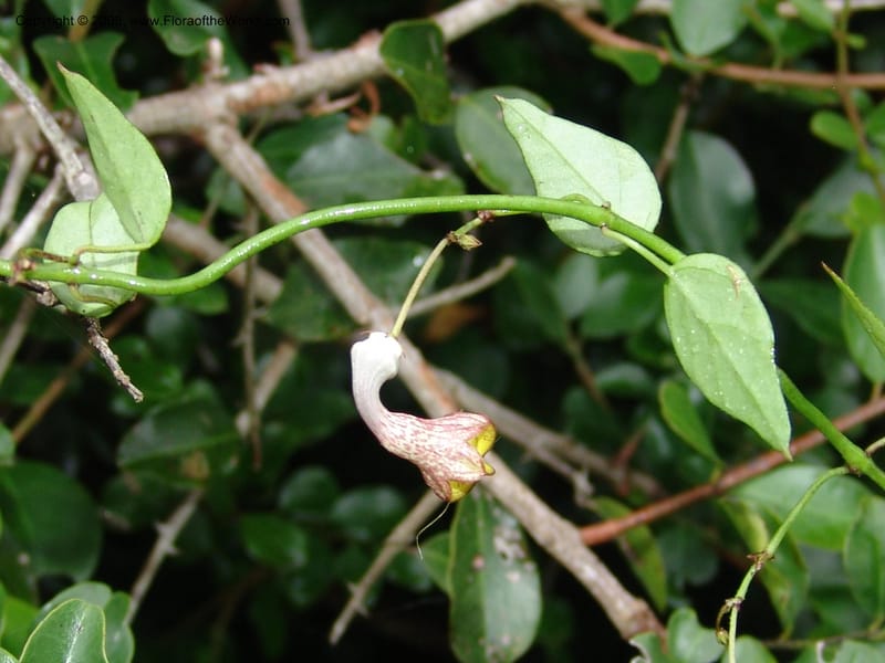 Ceropegia carnosa--So.Africa. E. Cape. Umtiza Nature Res.. 7 Mch 05. 096.jpg