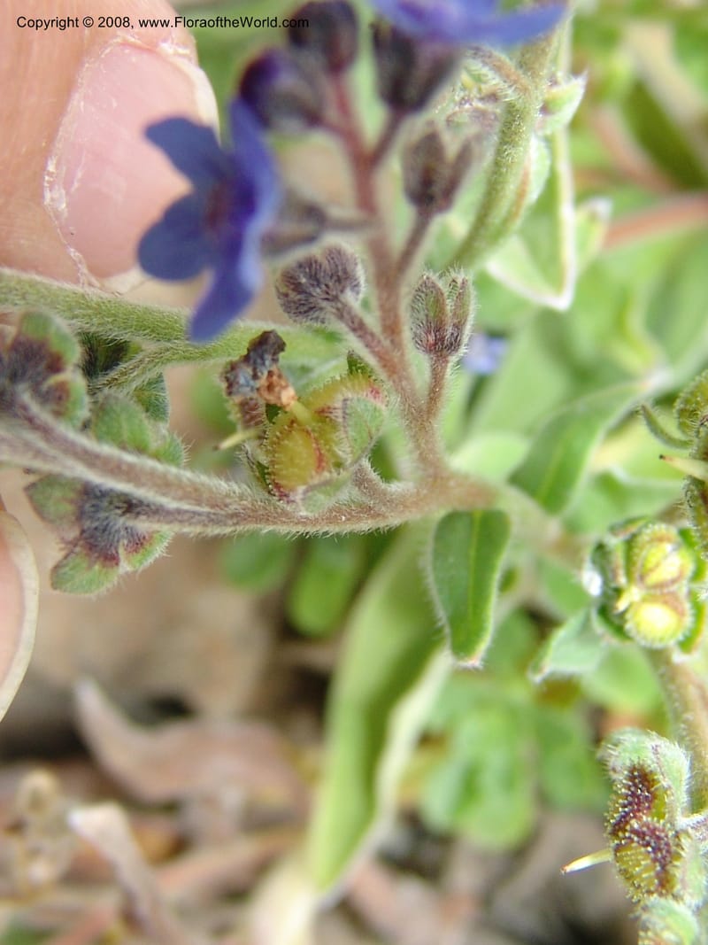 Omphalodes cappadocia, 90.2319--CA. UC Berkeley Bot. Garden. 31 May 07. 495.jpg