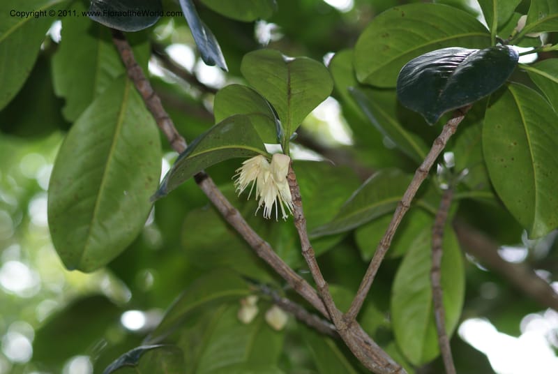 Crossostylis grandiflora,  Munzinger, J 4754--New Caledonia, Prov N, Les Trois Creeks,  13 Nov 2007, 024 (12).JPG