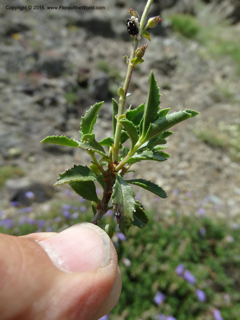Penstemon fruticosus var. serratus, Davidson, C 12590--ID. Idaho Co. Seven Devils Camp Ground. 15 Jul 2014. DSC00113 (108).JPG