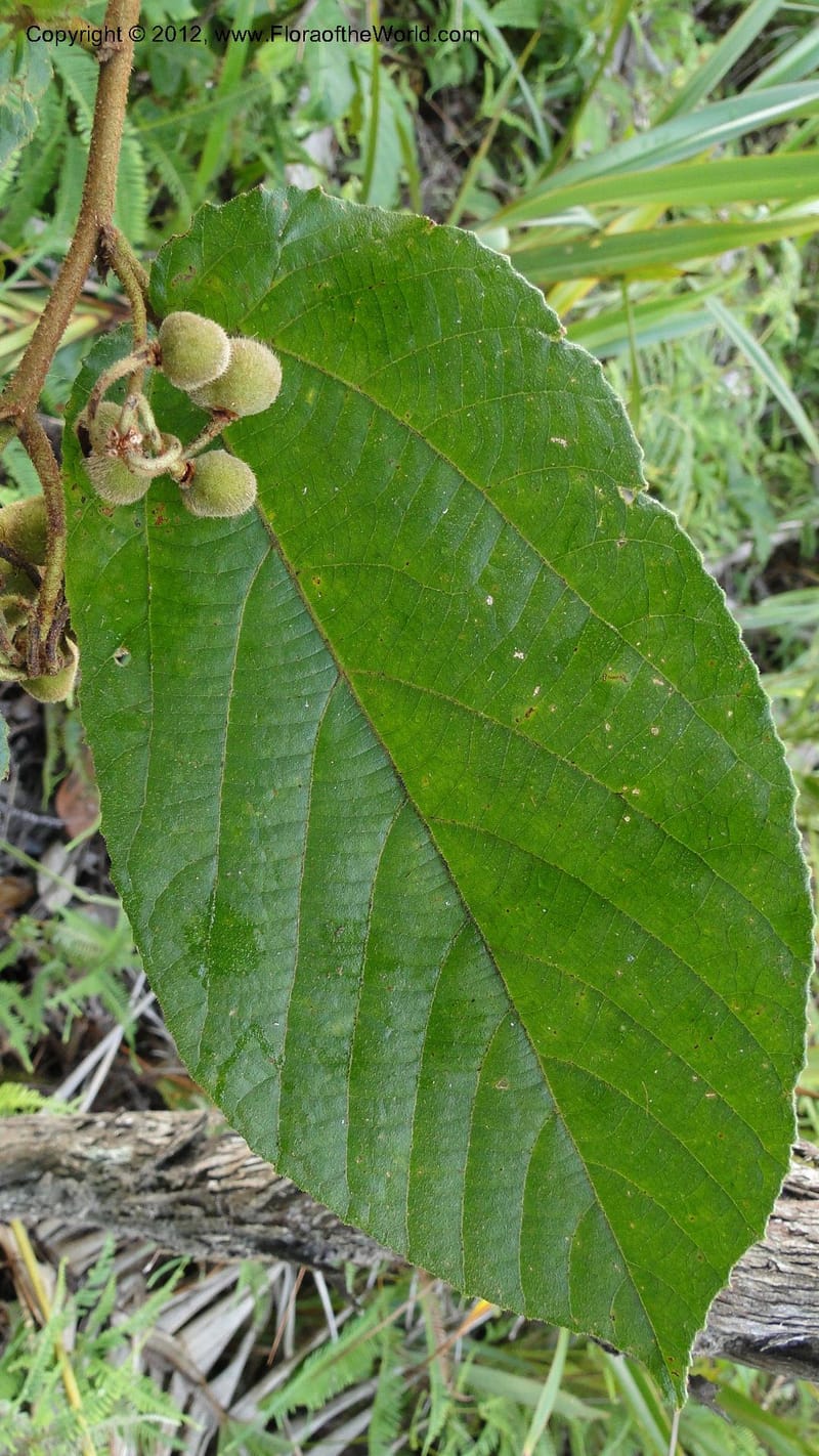 Grewia, D. Ravelonarivo 3399--Madagascar. Ambolotara. Ambodini, Vatovavy. 3 May 2010 218 (2).jpg