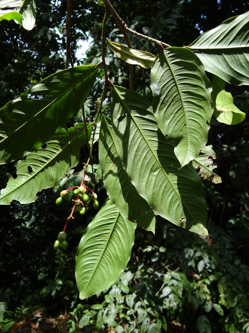 Ouratea, Hammel 26102--Costa Rica. Road into Ranchos Tinamu. 3 Mar 2012. DSC03548 (52).JPG