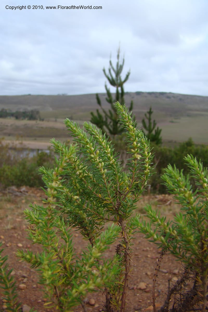 Cliffortia, C. Davidson 11493--South Africa. Marloth Nat. Res. Langeberg Mts. 22 Aug 09. 246.jpg