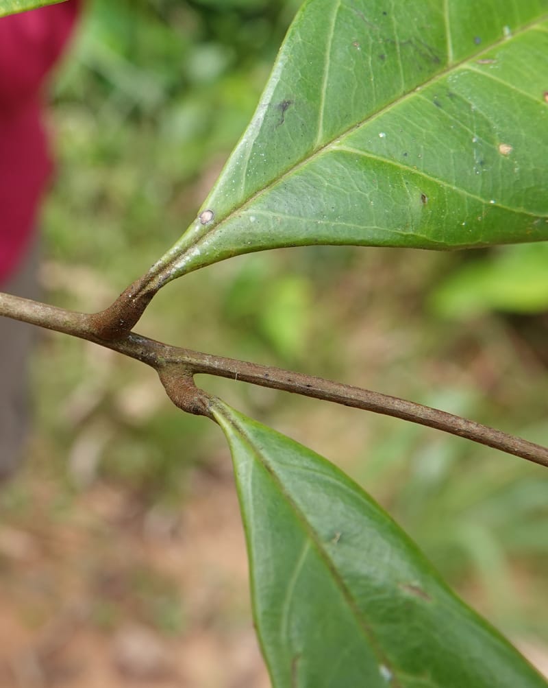 Aporrhiza, C. Davidson 13912--Gabon. M de C. Road past the cabins. 29 Oct 2018DSC09794 (91).JPG