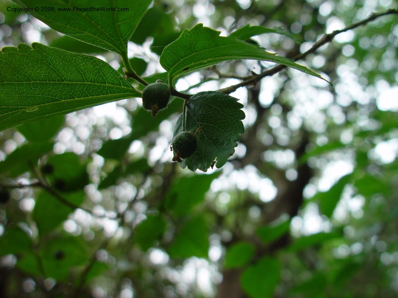 Celtis africana--So. Africa. Grootbos Nature Res. 22 Nov 02. 013.jpg