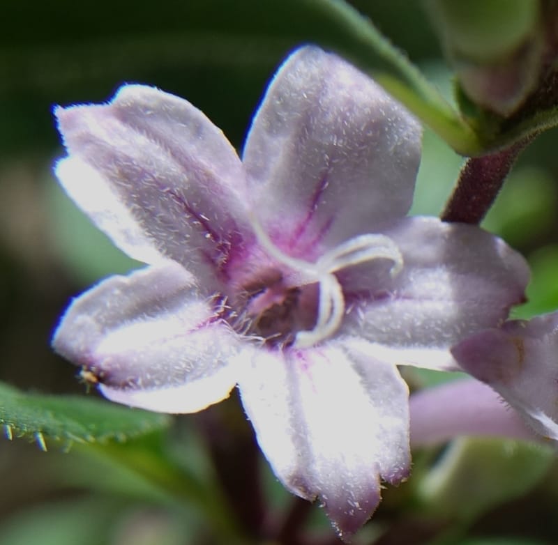 Leptodermis pilosa var. pilosa, C. Davidson 13764--China. Sichuan. Yibailingba-gou. 12 Aug 2017. DSC04660 (271).JPG