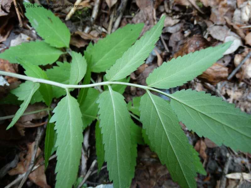Cardamine macrophylla, Boufford, D 43604--China. Sichuan. ShaShiDuo. 8 May 2014. DSC04232 (106).JPG