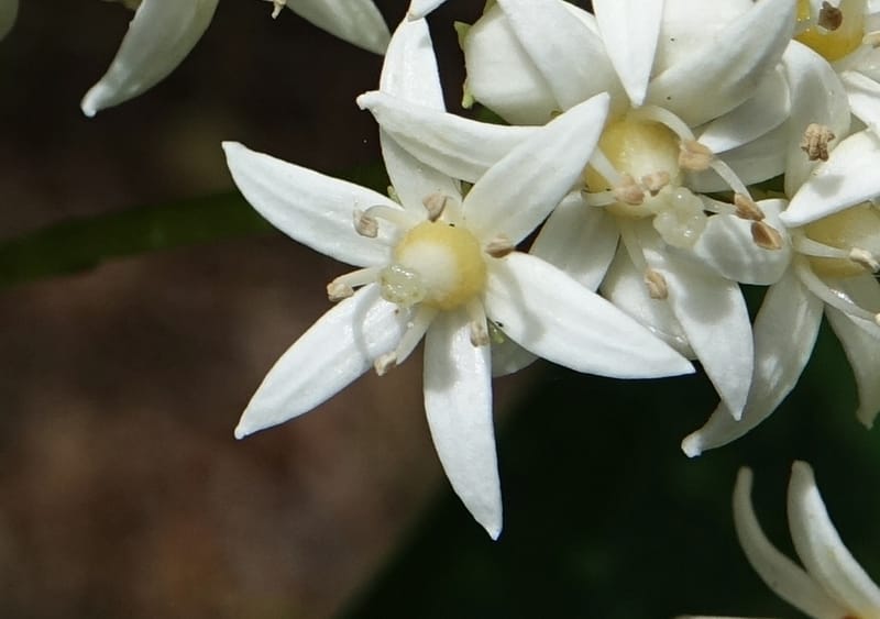Cuttsia viburnea, Davidson, C 13348--Australia. Qld. Austinville Rd. Stop 4. 17 Oct 2016. DSC02986 (42).JPG