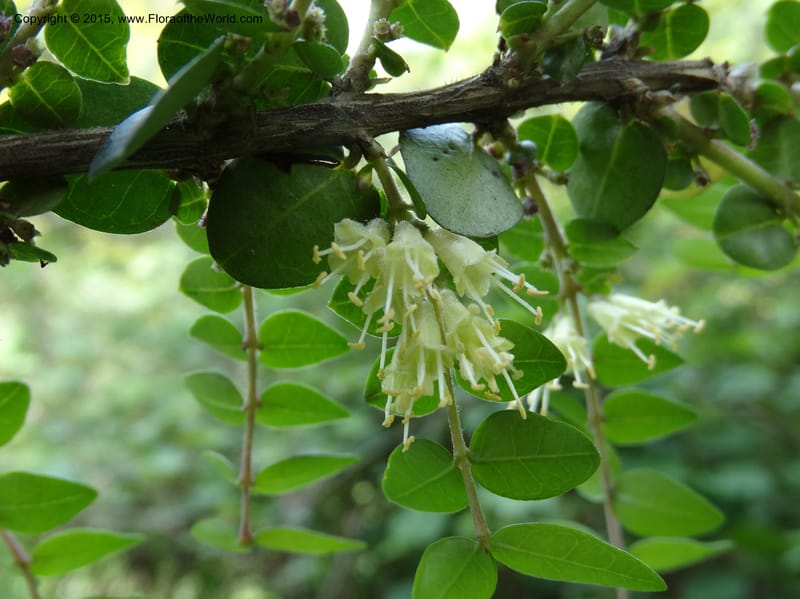 Lonicera, Boufford, D 43595--China. Sichuan. Tudiling Tunnel. 6 May 2014. DSC03860 (59).JPG