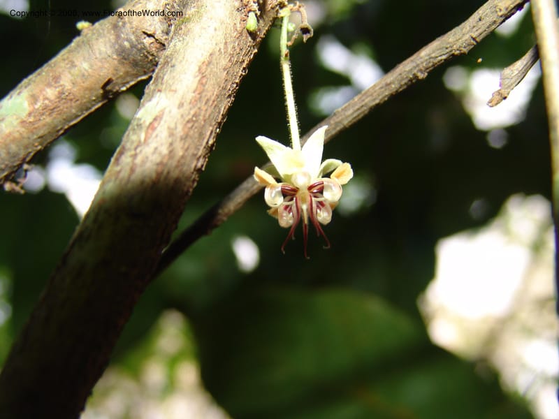 Theobroma cacao, AAraujoM2977--Bolivia. N of Apolo. Rio Machariapu. 18 Sep 06. 372.jpg
