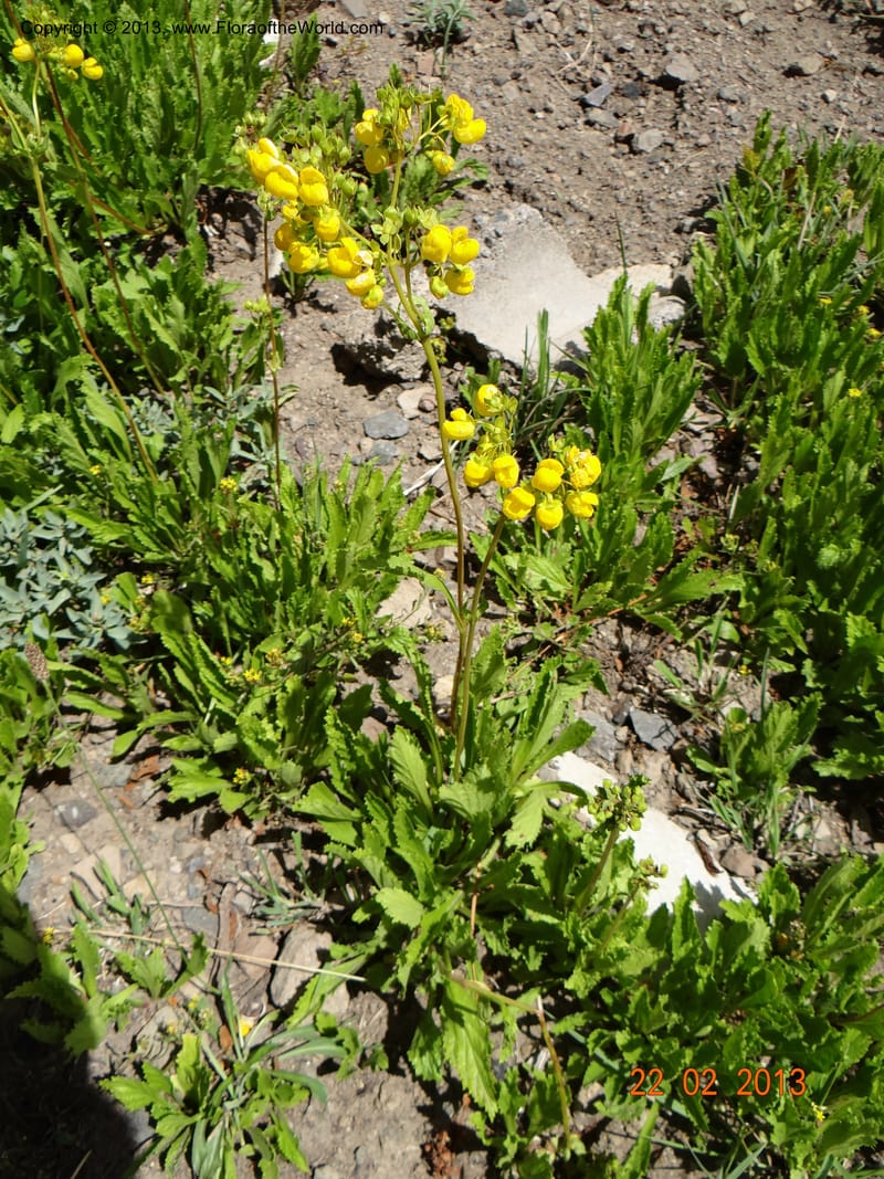 Calceolaria biflora, W. D. Stevens 34183--Chile, La Laguna Maule, 22 Feb 2013 9564 (5).JPG