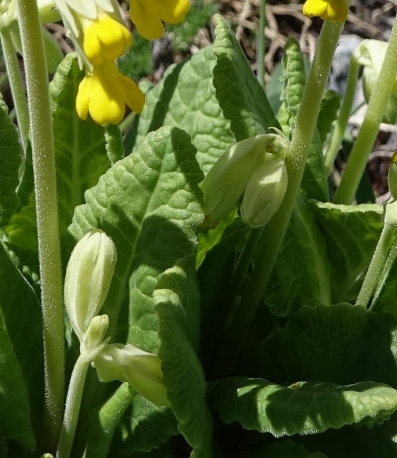 Primula veris subsp. veris, Davidson, C 13321--Switzerland. Les Violettes. 4 Jul 2016. DSC09126 (392).JPG