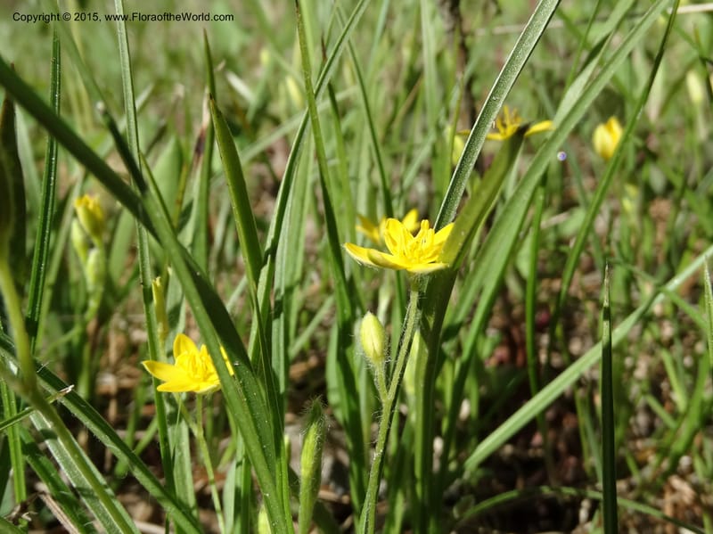 Hypoxis hirsuta, Davidson, C 12977--North Carolina. Clay Co. Buck Cr. 13 May 2015. DSC04619 (127).JPG