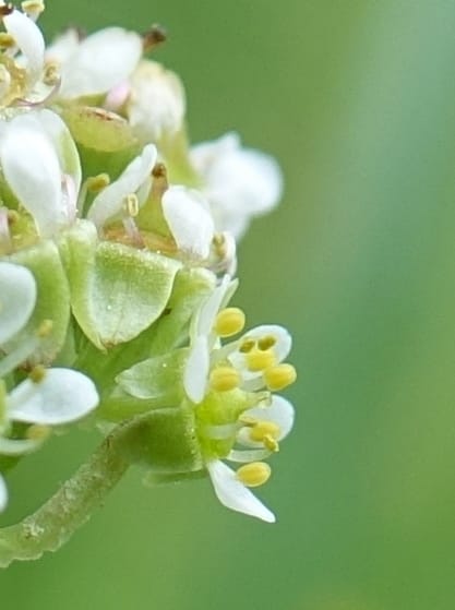 Micranthes oregana, C. Davidson 13615--CA. Modoc Co. Warner Mts. Hwy 299. 7 June 2017. DSC01455 (99).JPG