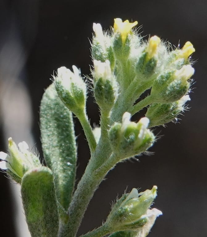 Alyssum alyssoides, C. Davidson 13796--Oregon. Union Co. Hwy 82, near summit. 6 Jun 2018. DSC05441 (85).JPG