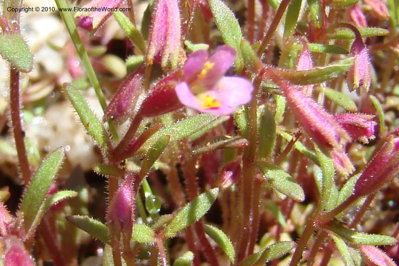 Mimulus breweri, C. Davidson 11466--ID. Valley Co. Warm Lake. 16 June 2009. 093.jpg