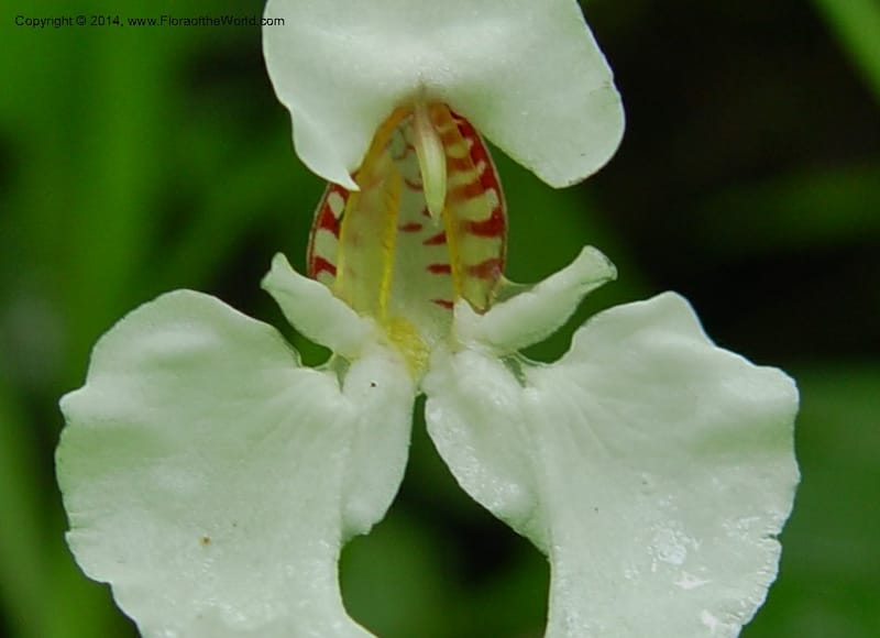 Impatiens burtonii cf--Cameroon. Mt. Cameroon. 5 Dec 03. 032a (2).jpg