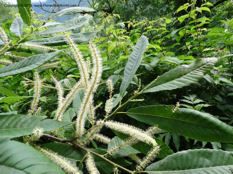 Flowering catkins and toothed leaves on branch