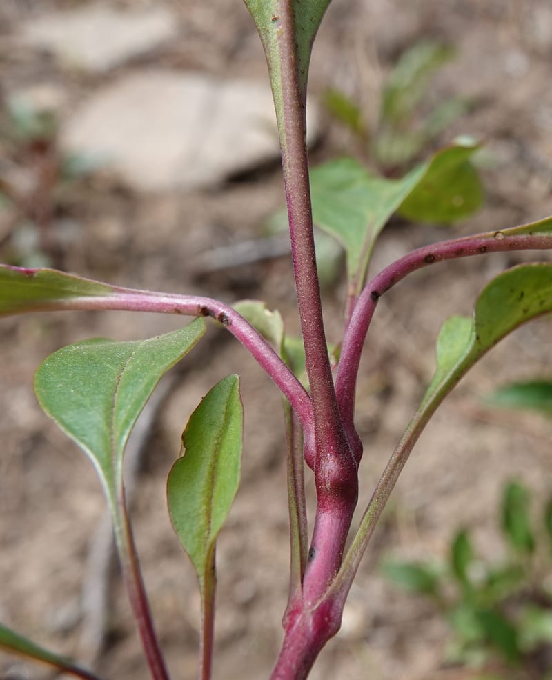 Penstemon albertinus, C. Davidson 13840--ID. Shoshone Co. Freezeout Rd. FR 301. 10 Jul 2018. DSC06582 (278).JPG