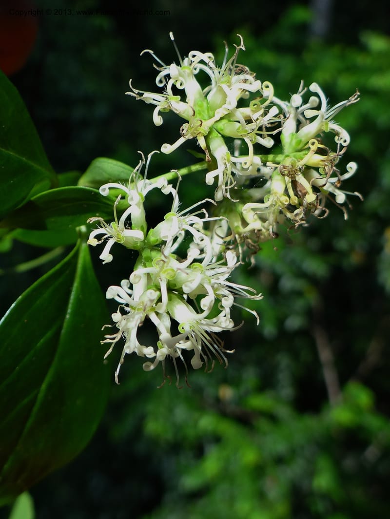 Hedyotis, VC 5667--Thailand. Trang. Peninsula Bot. Gard. Thungkhai. 17 Nov 2012. DSC00231 (7).JPG