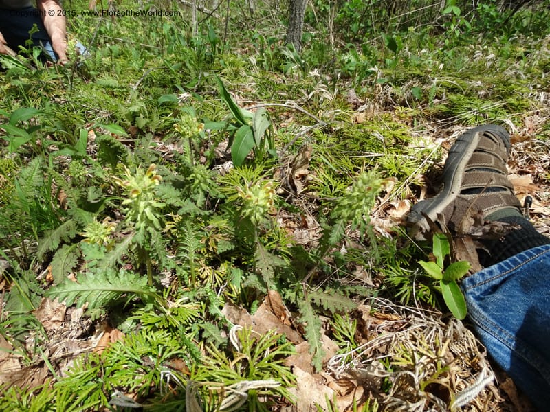 Pedicularis canadensis, Davidson, C 12963--North Carolina. Trans. Co. NC 215 and BRP. 12 May 2015. DSC04292 (55).JPG