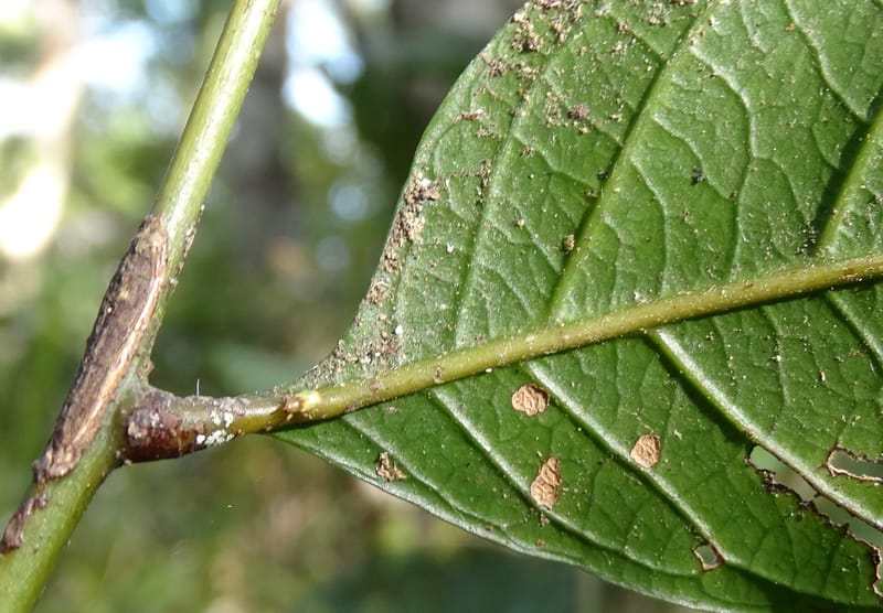 Cupaniopsis inoploea, Munzinger, J 7406--New Caledonia. Haute Robinson. 11 Nov. 2015. DSC00909 (540).JPG