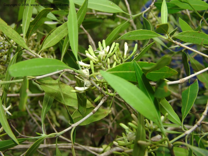 Coptosperma, Z.Rogers834--Madag. Prov. Tuliar. Parc Nat. Zombitse.  13 Jan 06. 216.jpg