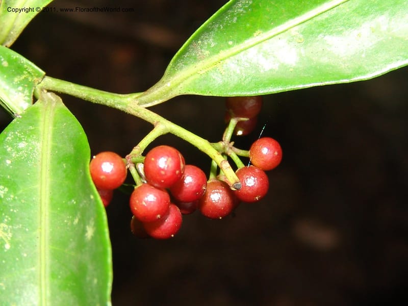 Ardisia, RVasquez31612--Peru. Prov.  Oxa. Estac. Paujil. Camino  Pozo Tigre. 17 Oct 06. 769.jpg