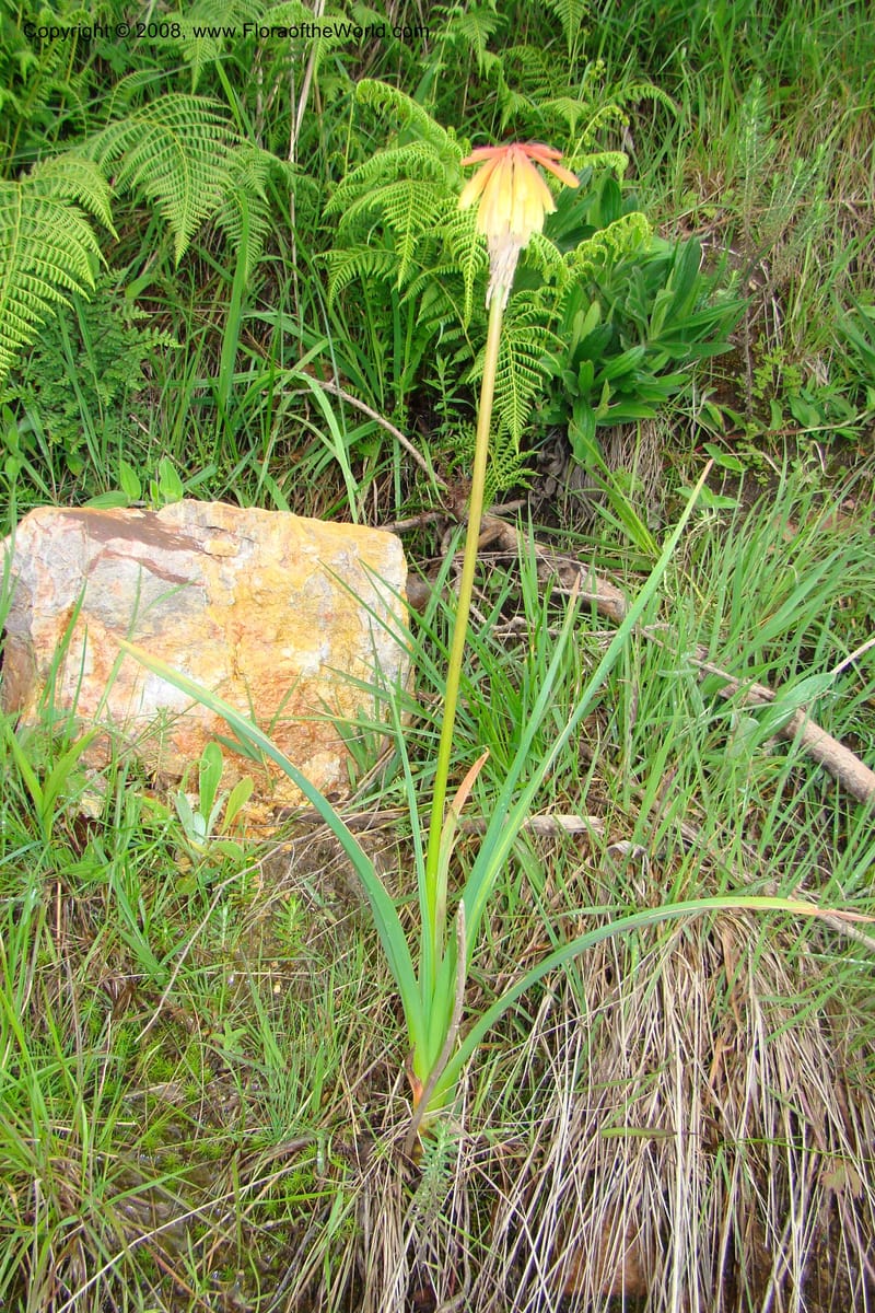 Kniphofia bequaertii, WKindeketa3032--Tanz. Makete Distr. Kitulo Nat. Pk. 25 Jan 08. 066.jpg
