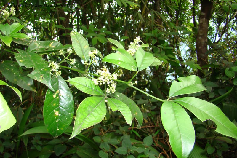 Euodia, Regalado 1728--Viet Nam. Thua Thien Hue Prov. Phu Loc Distr. Bach Ma. 13Apr 09. 030.jpg