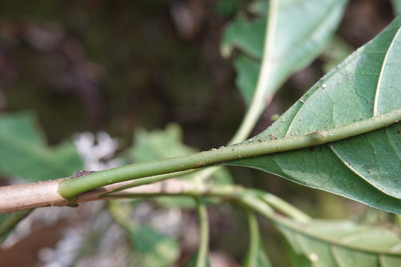 Pavetta polyantha, D. Boufford 44163--China. Yunnan. Bu Long Net. Res. on XK15. DSC03104 (203).JPG