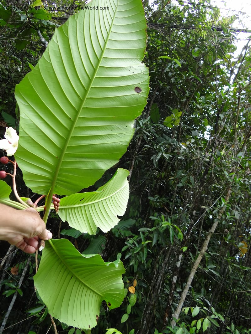 Dillenia, SAN.153241--Malaysia, Sabah. Tawai For. Res. 9 Apr 2012. DSC07890 (57).JPG