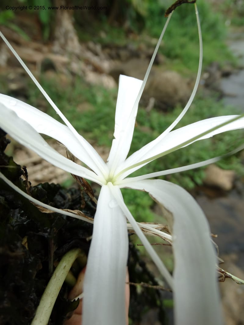 Crinum natans, Elias Ndive 189--Cameroon. Kumba River, Kumba. 23 Mar 2014. DSC03541 (17).JPG
